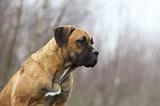 CANE CORSO 736